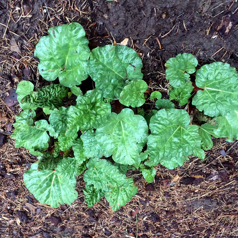 Glaskins Perpetual Rhubarb Seeds