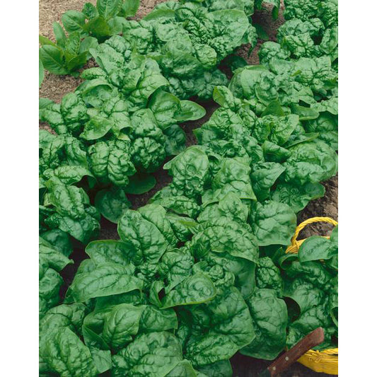 Bloomsdale Spinach Seeds