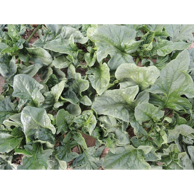 Monstrueux de Viroflay Spinach Seeds