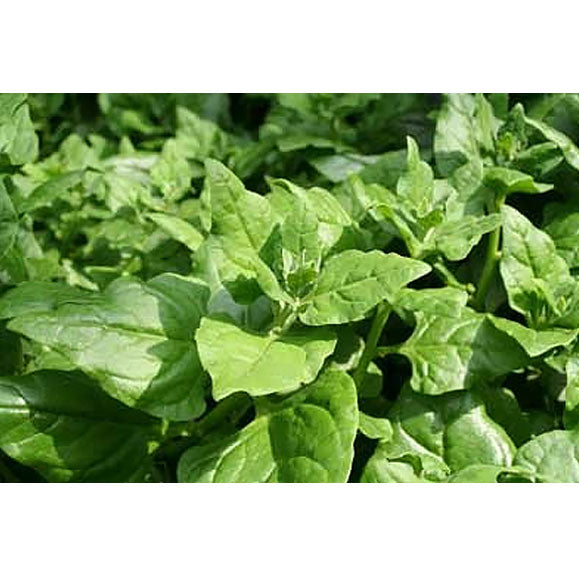 New Zealand Spinach Seeds