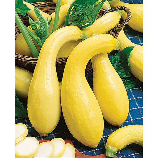 Early Summer Crookneck Summer Squash Seeds