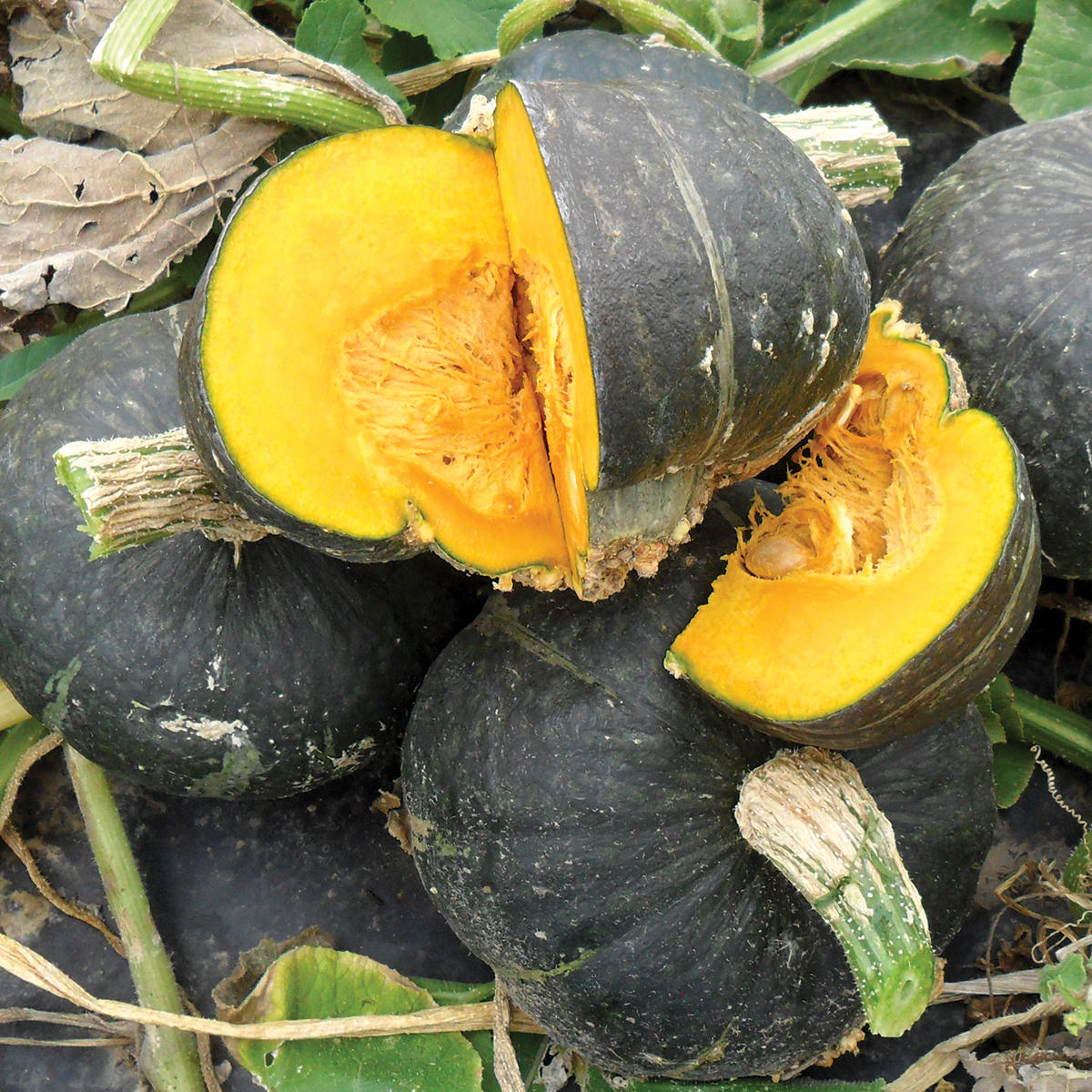 Olive Butta F1 Hybrid Winter Squash Seeds