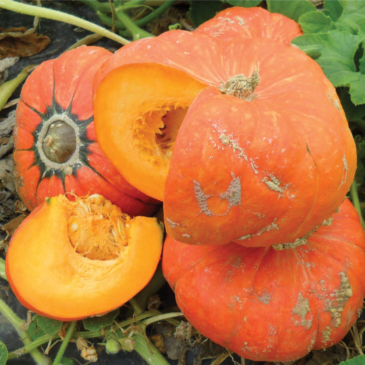Golden Butta Bowl F1 Hybrid Winter Squash Seeds