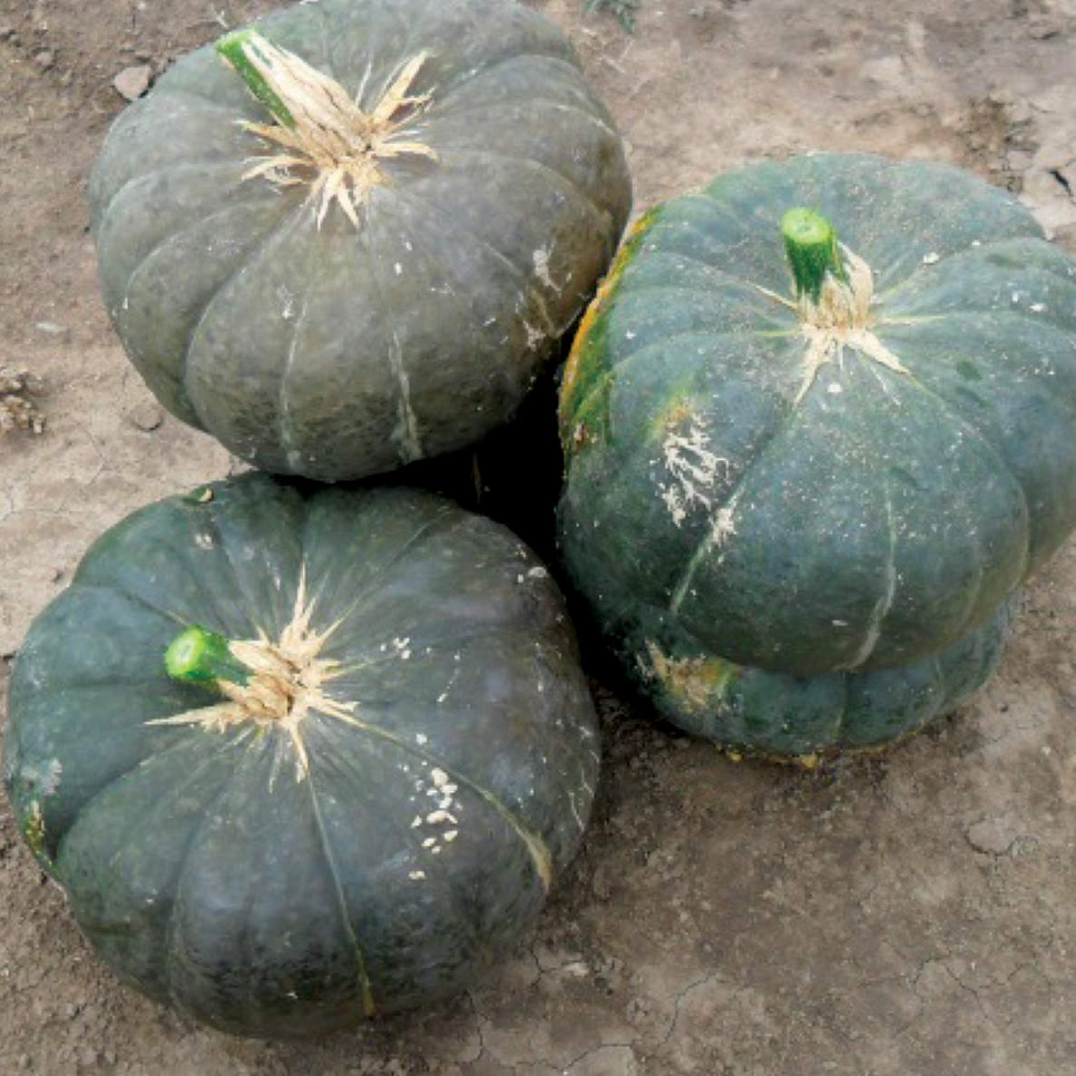 Sake F1 Hybrid Kabocha Winter Squash Seeds