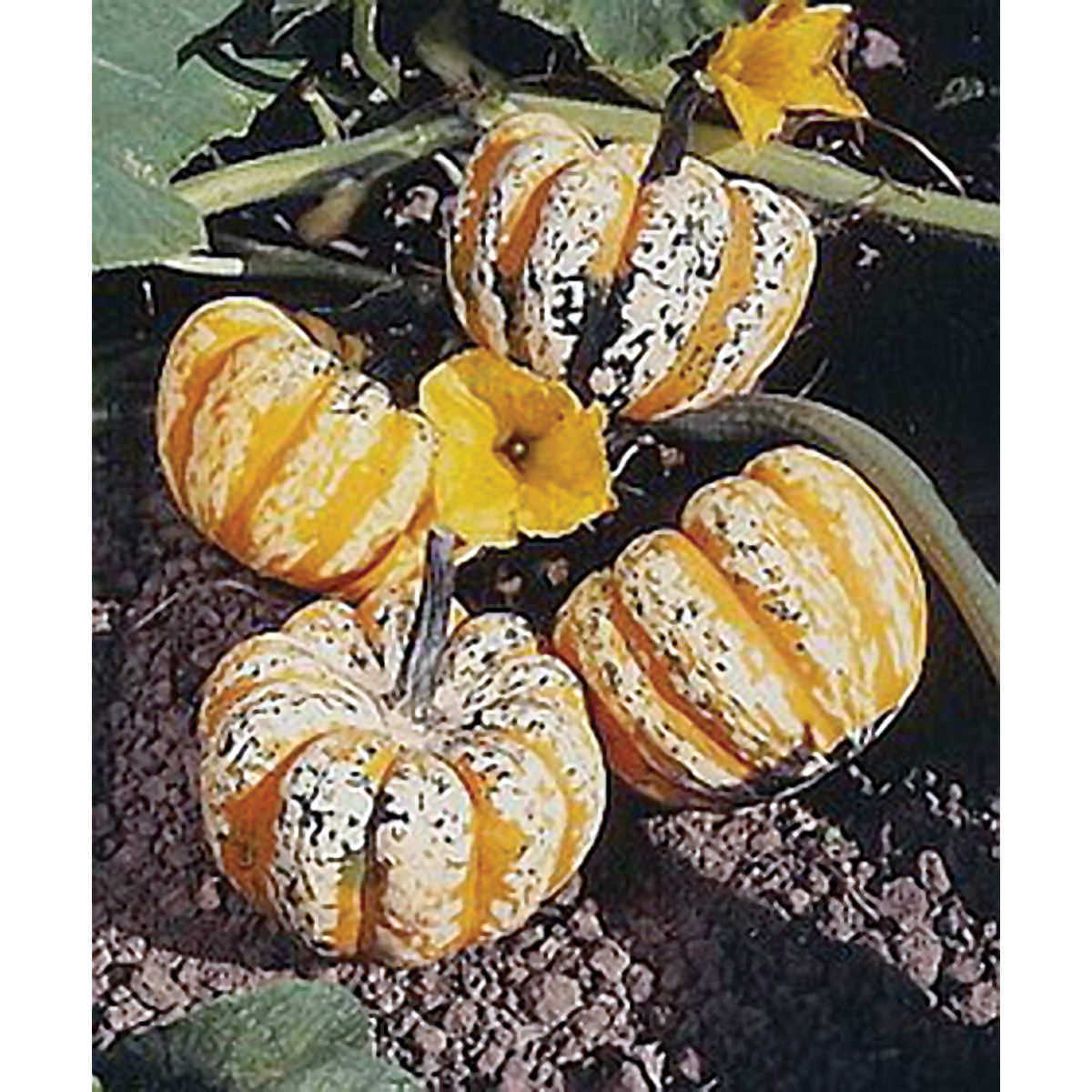 Festival F1 Hybrid Winter Squash Seeds