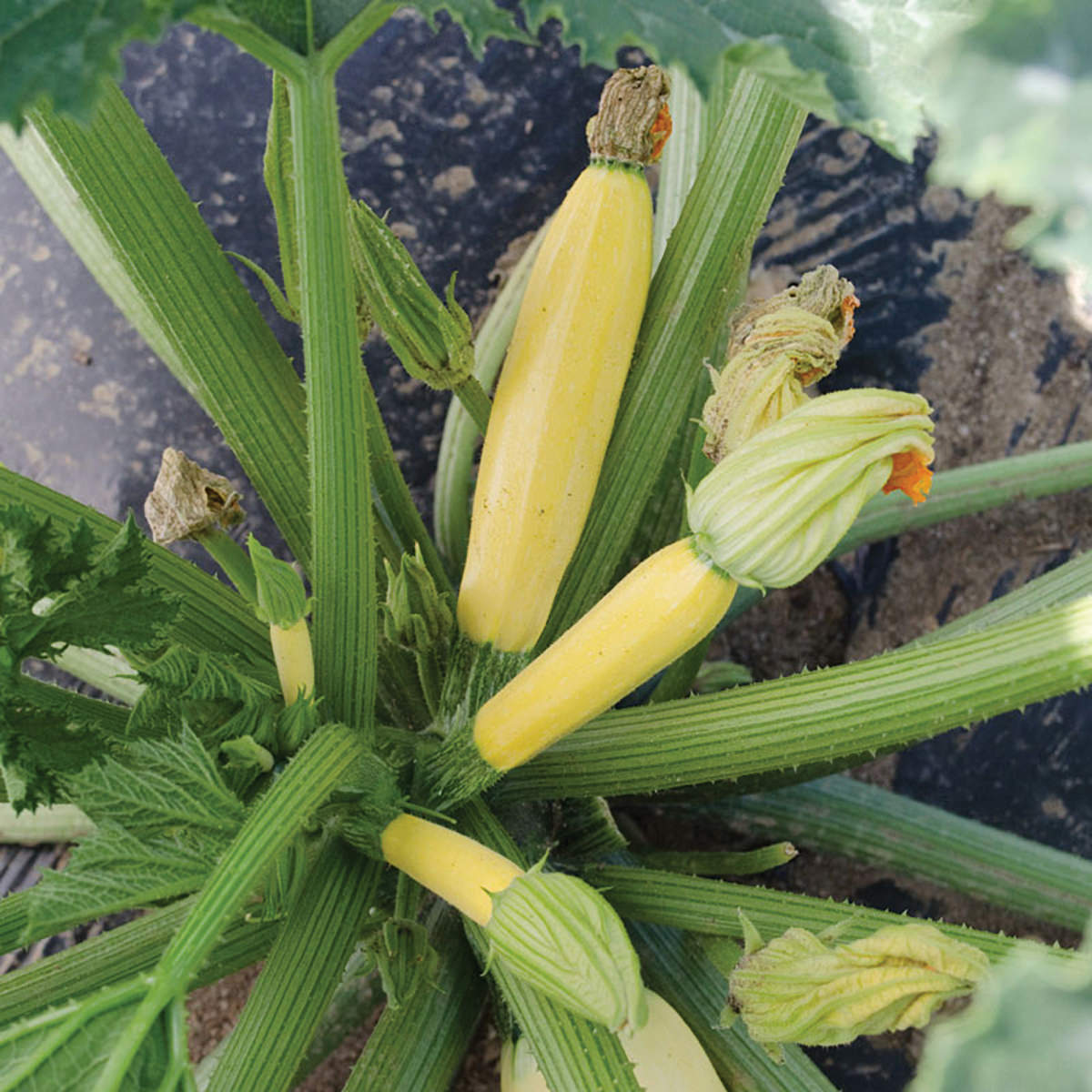 squash plant from seed Butta F1 Hybrid Summer Squash Seeds
