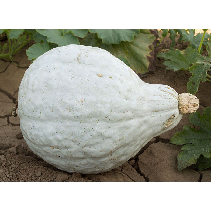 Blue Hubbard Winter Squash Seeds