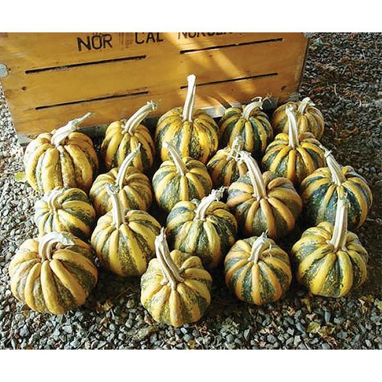 American Tondo Winter Squash Seeds