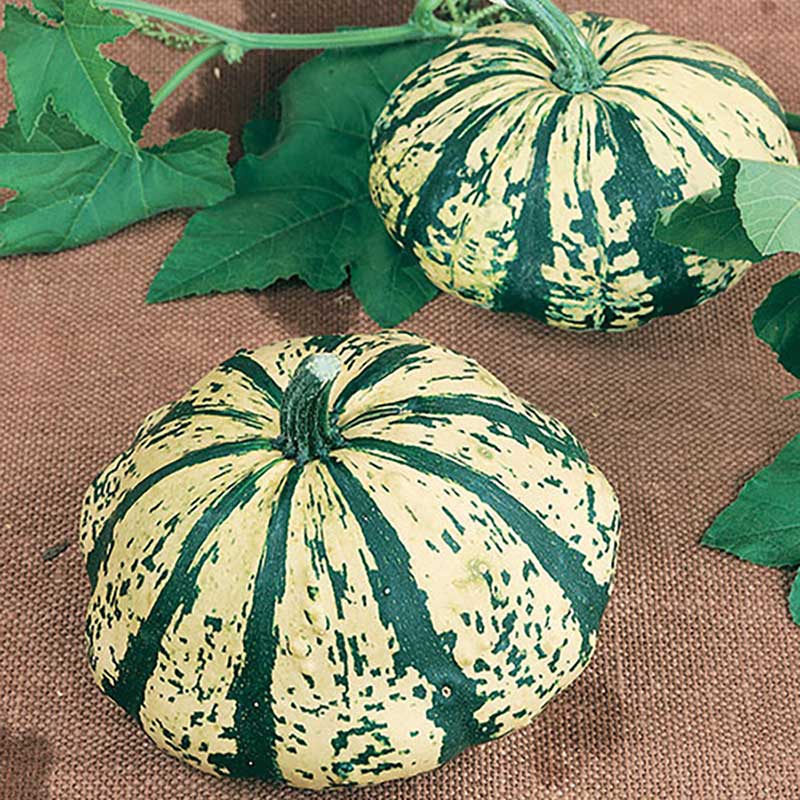 Partial Eclipse F1 Hybrid Scallop Summer Squash Seeds