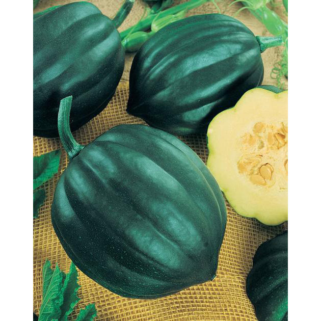 Table Queen Acorn Winter Squash Seeds