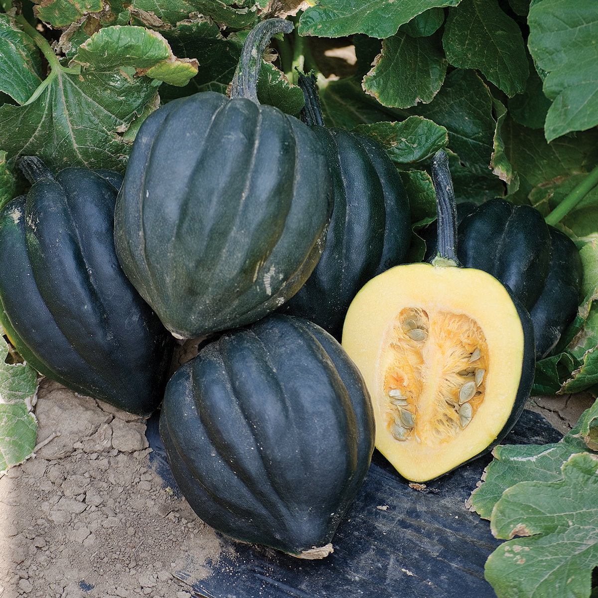 Black Bellota F1 Hybrid Acorn Winter Squash Seeds