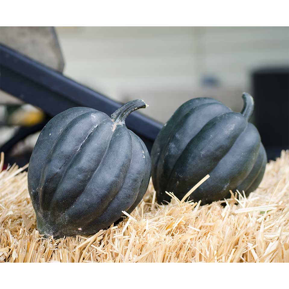 Black Bellota F1 Hybrid Acorn Winter Squash Seeds