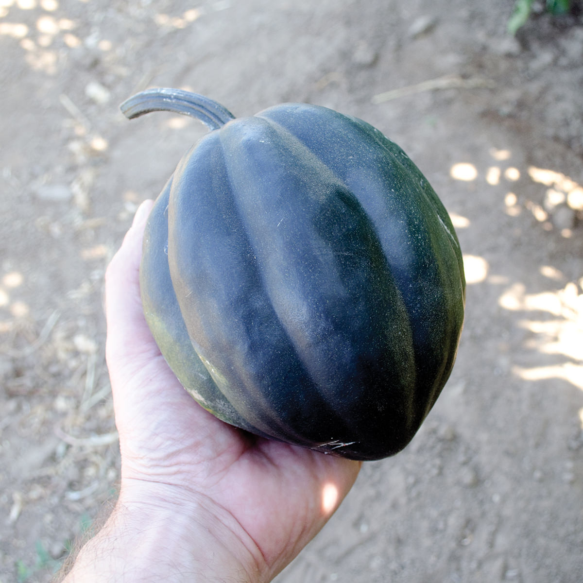 Black Bellota F1 Hybrid Acorn Winter Squash Seeds