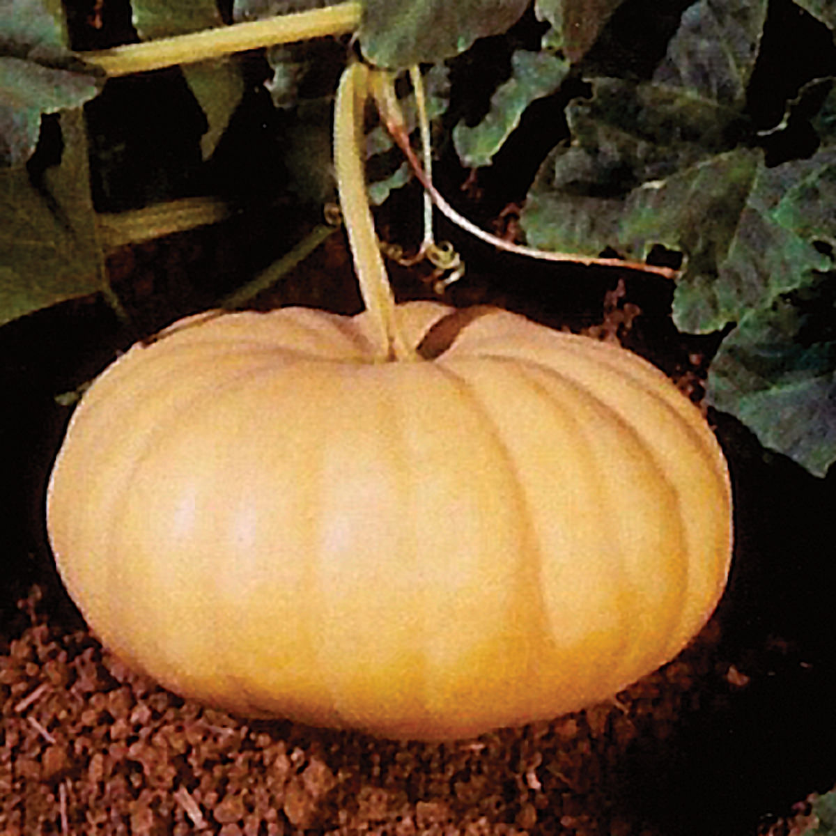 Long Island Cheese Pumpkin Seeds