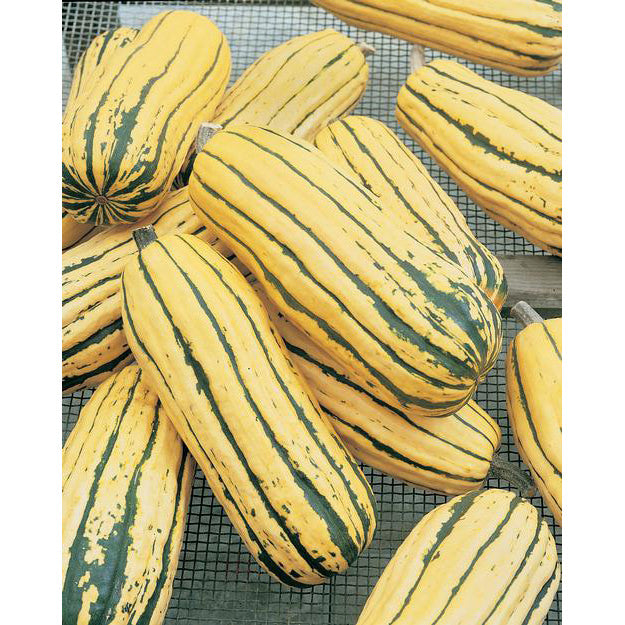 Piñata PMT F1 Hybrid Delicata Winter Squash Seeds