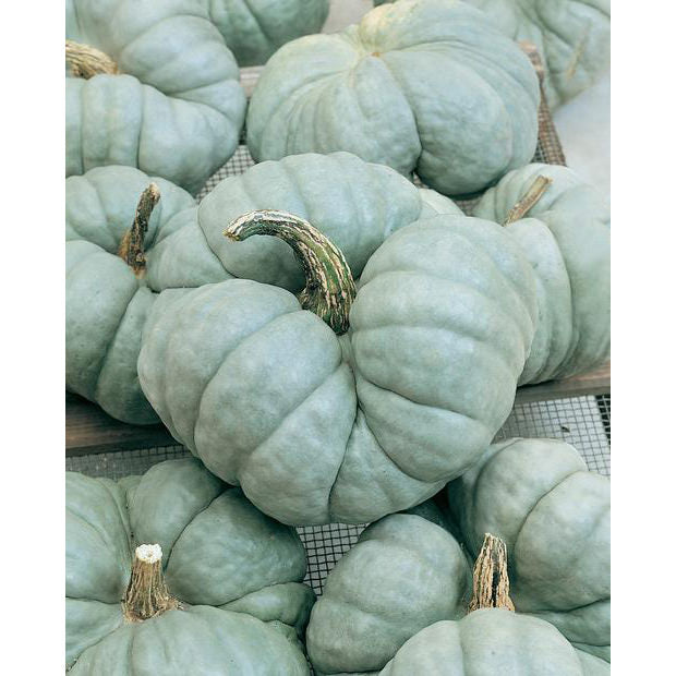 Triamble Pumpkin Seeds