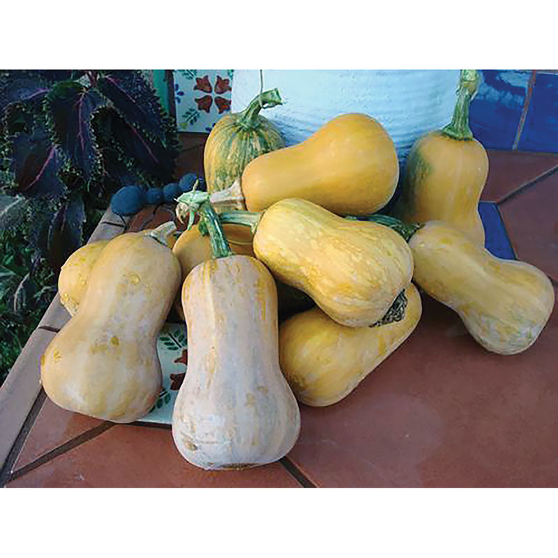 Certified Organic Honeynut Butternut Winter Squash Seeds