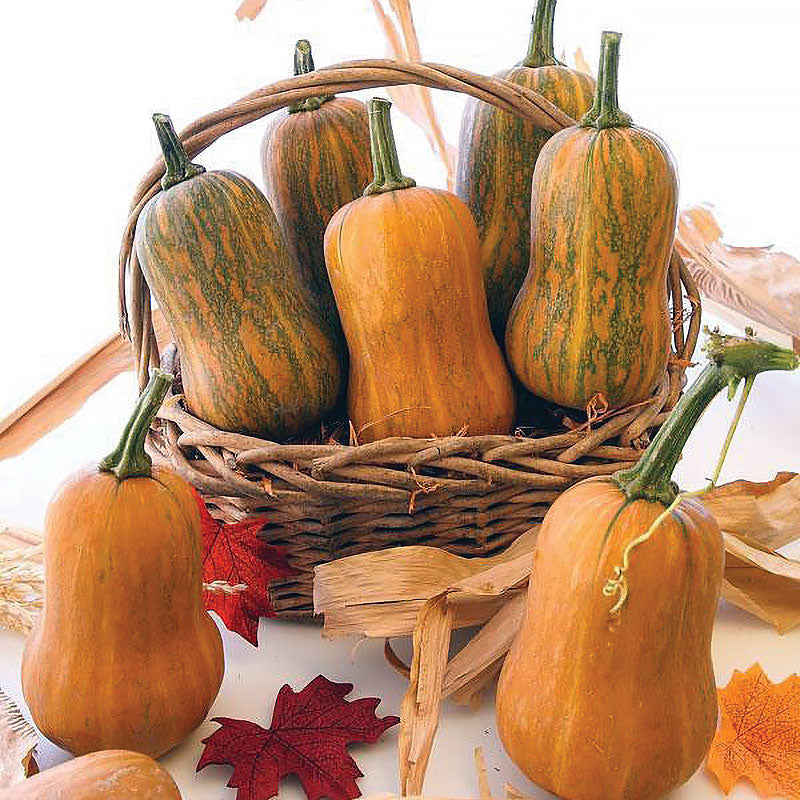 Certified Organic Honeynut Butternut Winter Squash Seeds