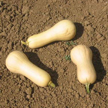 Certified Organic Waltham Butternut Winter Squash Seeds
