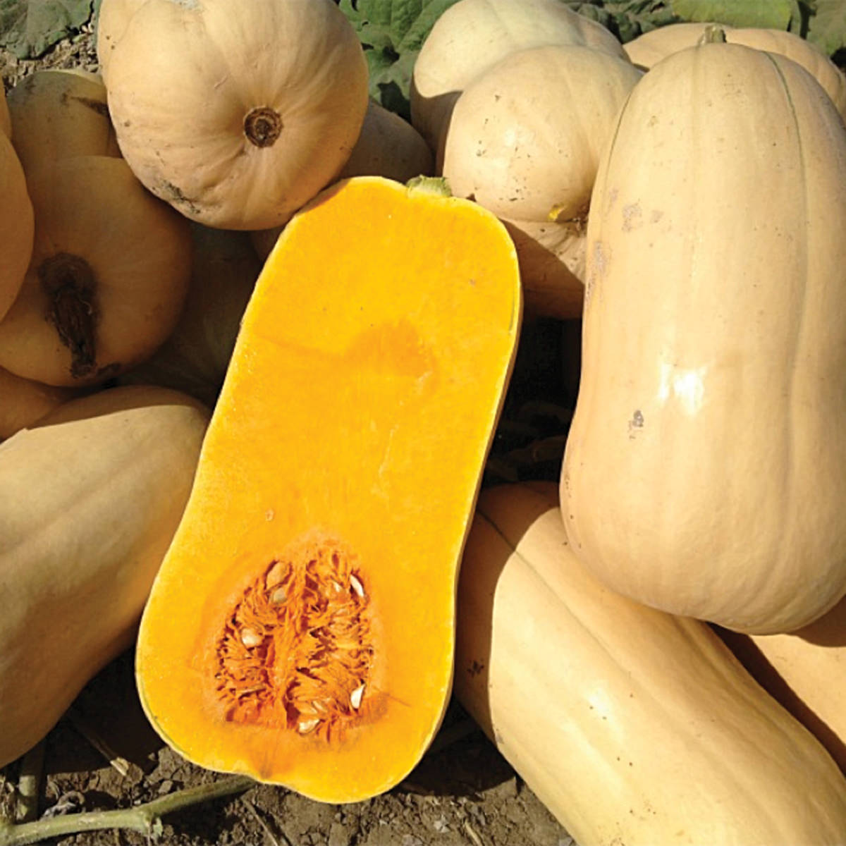 Narragansett F1 Hybrid Butternut Winter Squash Seeds