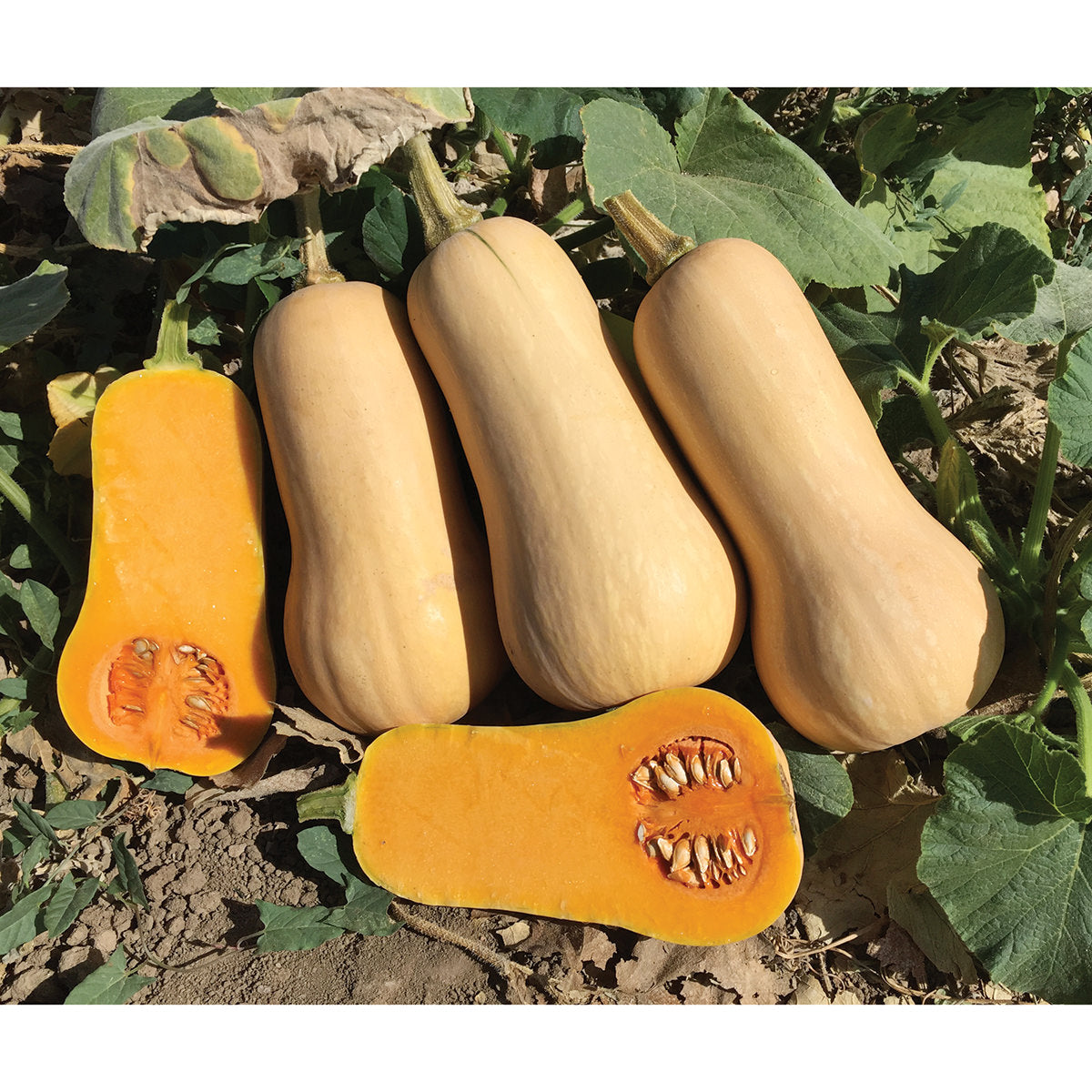 Early Nutter F1 Hybrid Butternut Winter Squash Seeds