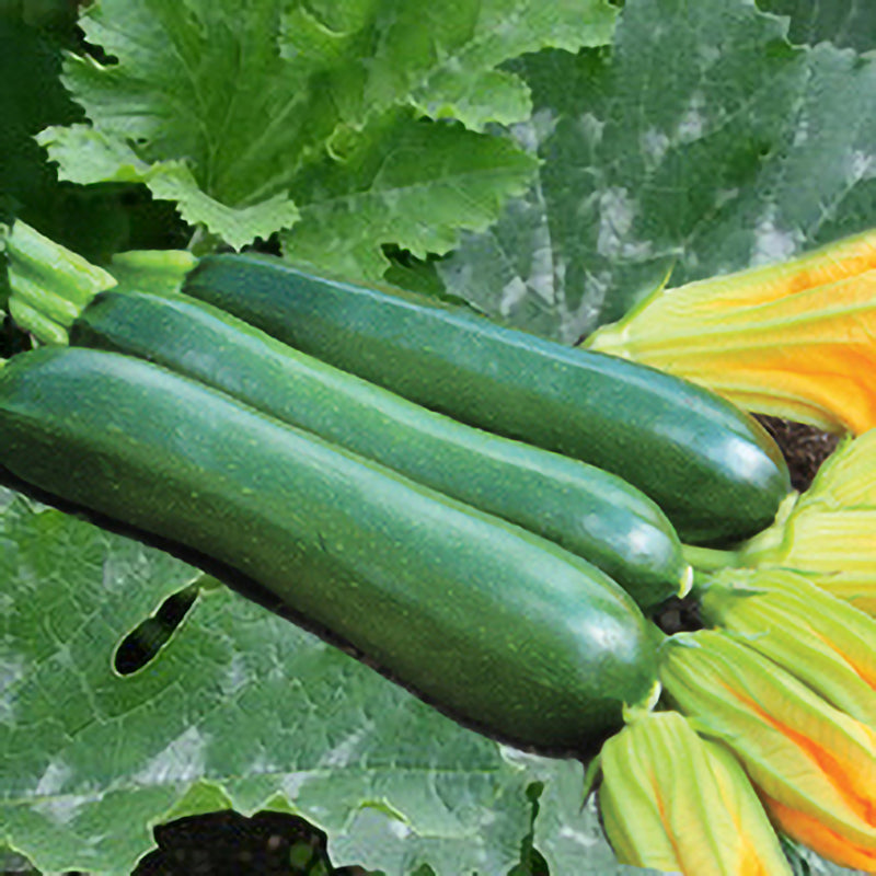 King Zuk F1 Hybrid Summer Squash Seeds