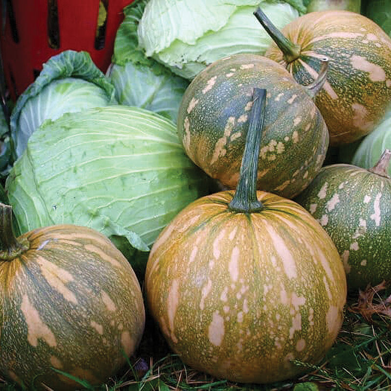 LaEstrella F1 Hybrid Winter Squash Seeds
