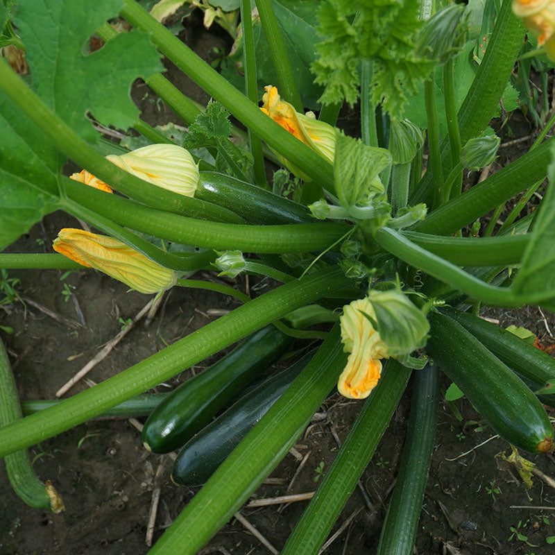 Obsidian F1 Hybrid Summer Squash Seeds