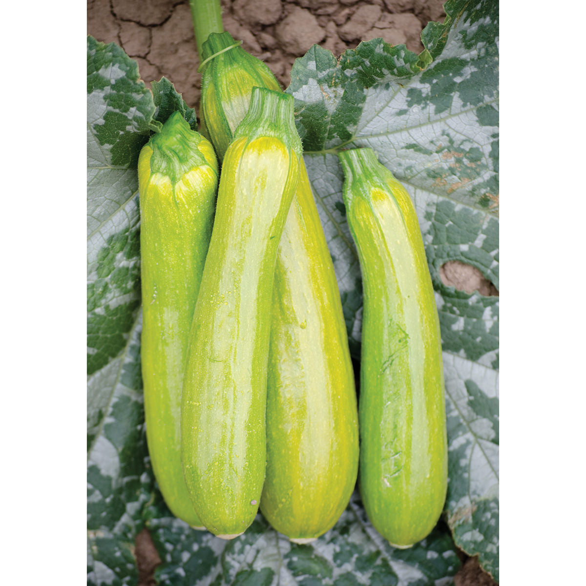 Limon F1 Hybrid Summer Squash Seeds