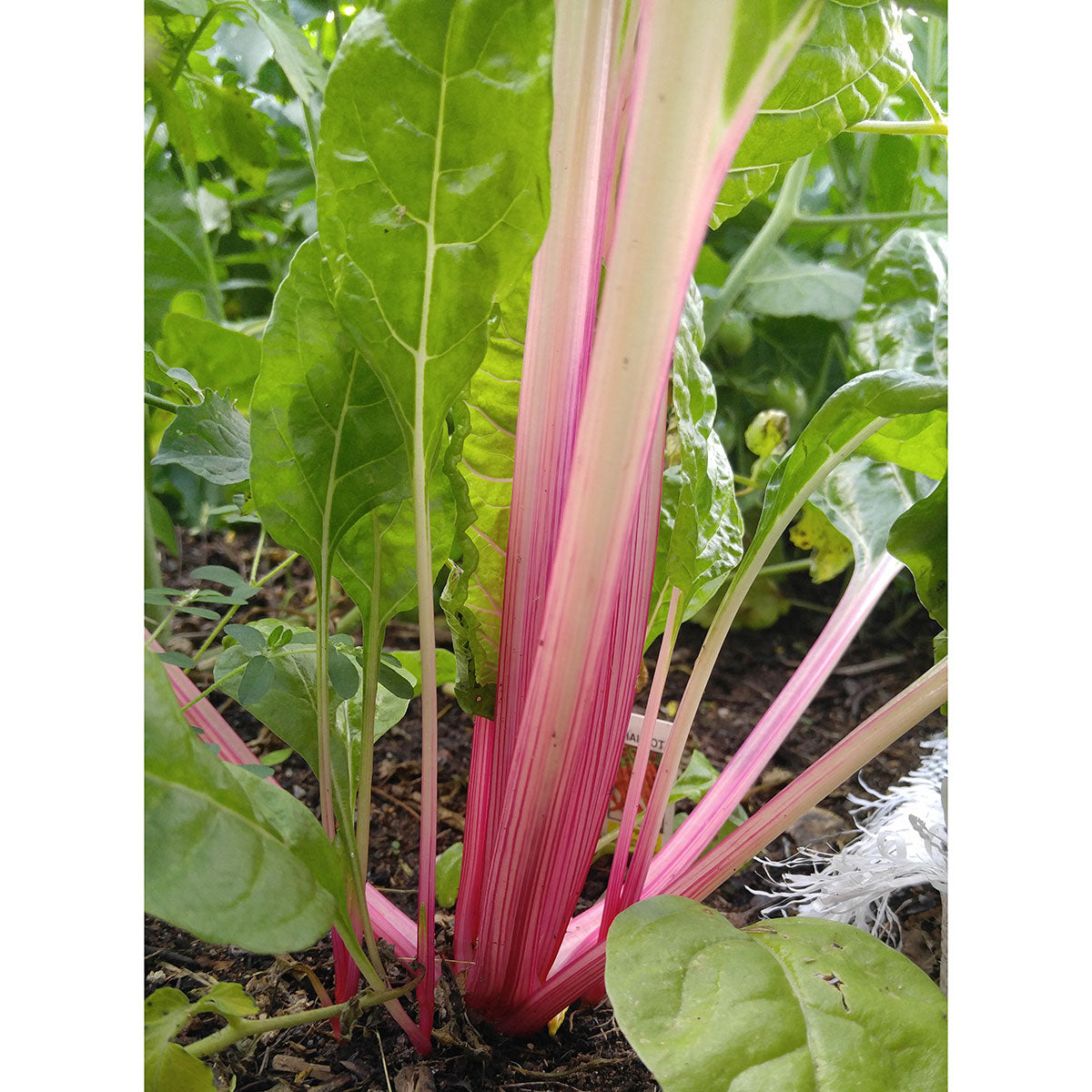 Peppermint Swiss Chard Seeds