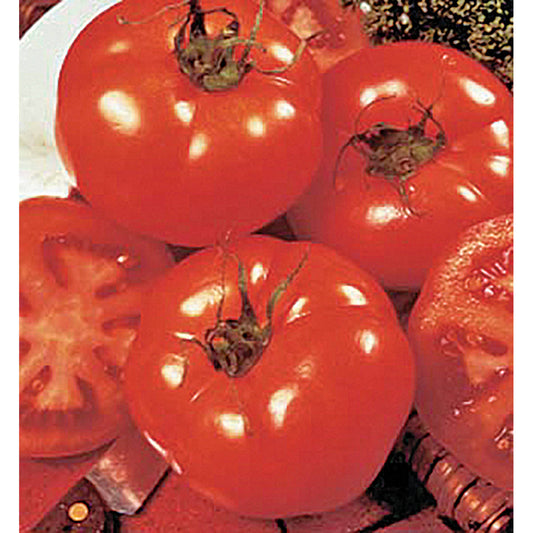 Beefsteak Determinate Tomato Seeds