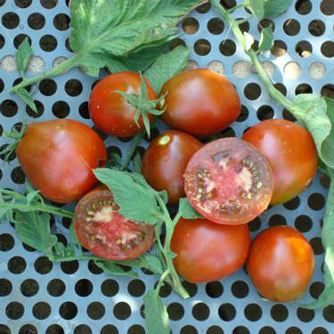 Black Truffle Tomato Seeds