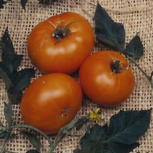 Brandywine Yellow Tomato Seeds