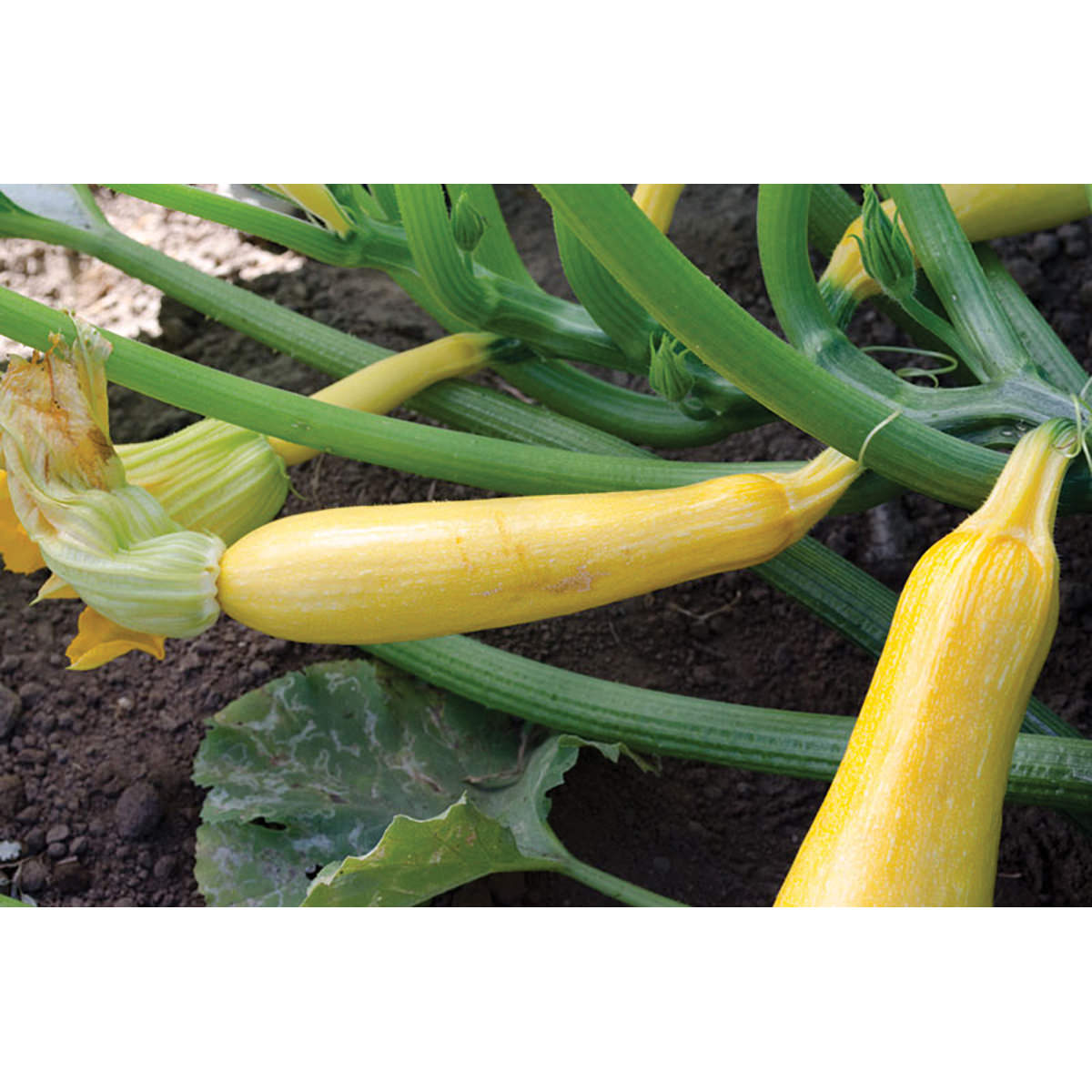 Sligo F1 Hybrid Summer Squash Seeds