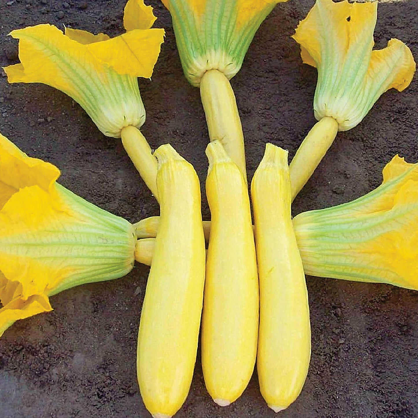 Sligo F1 Hybrid Summer Squash Seeds
