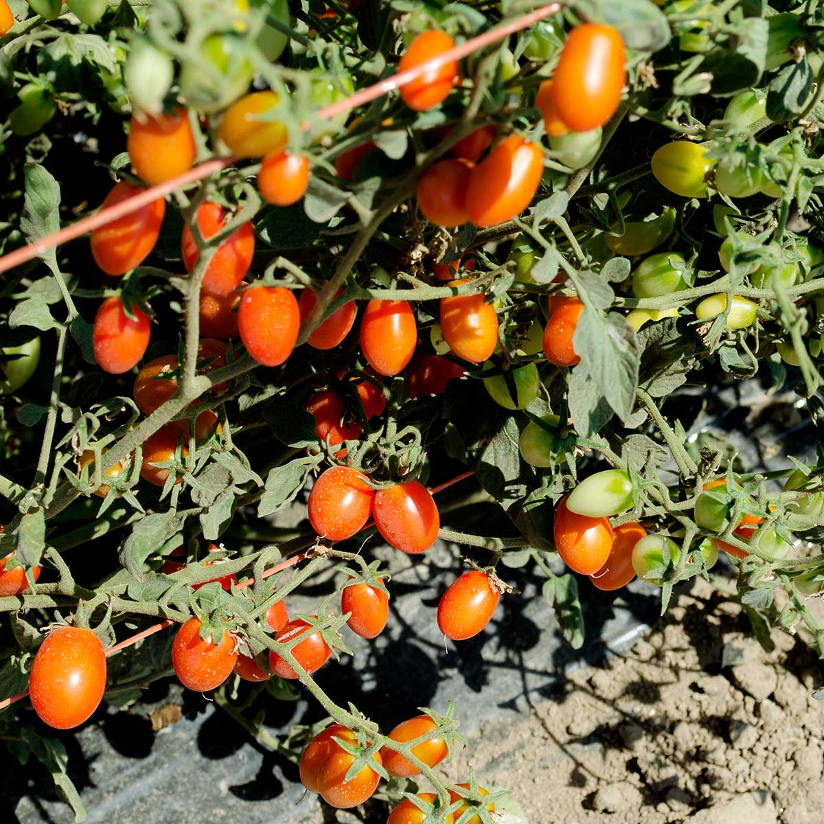 Candy Bell F1 Hybrid Tomato Seeds