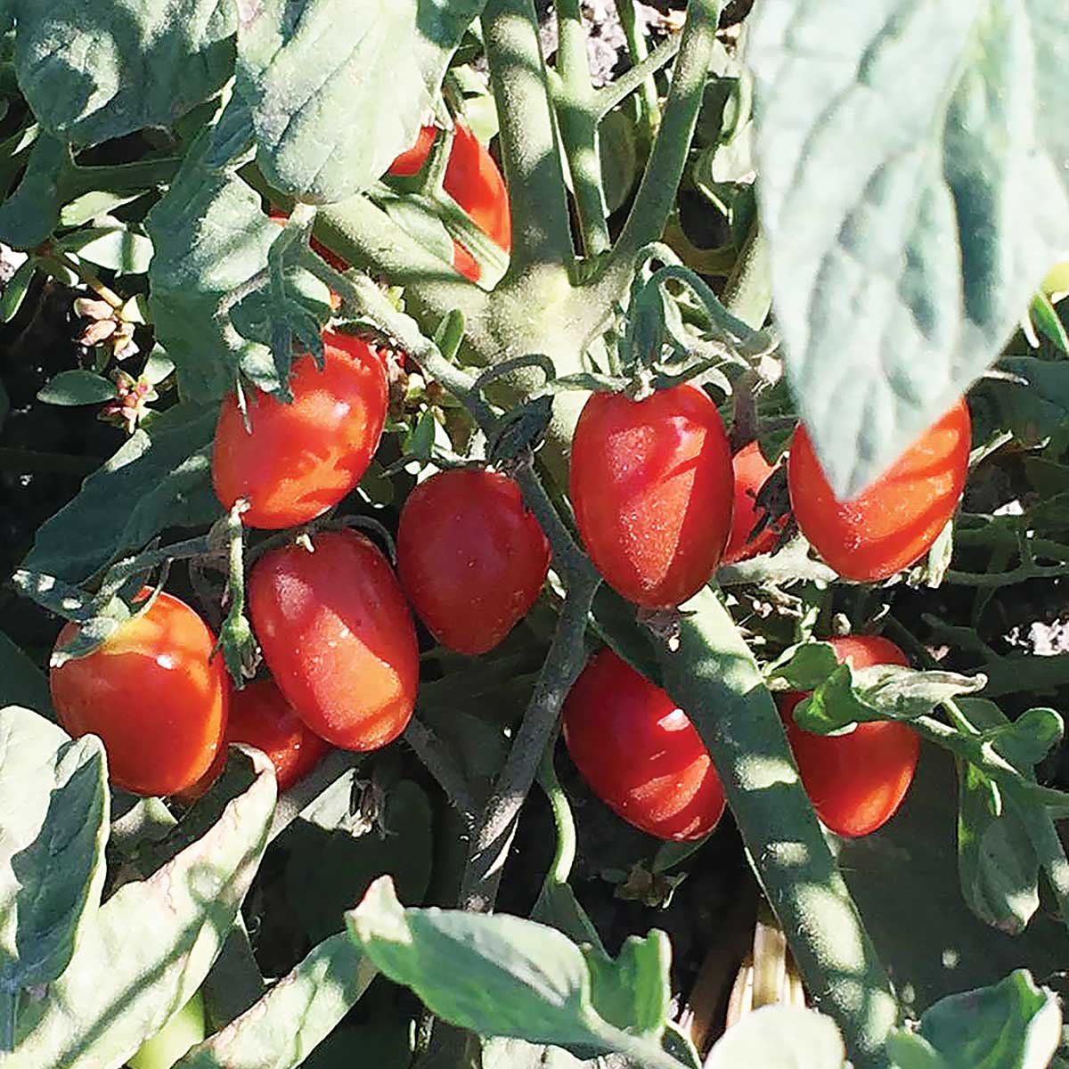 Candy Bell F1 Hybrid Tomato Seeds
