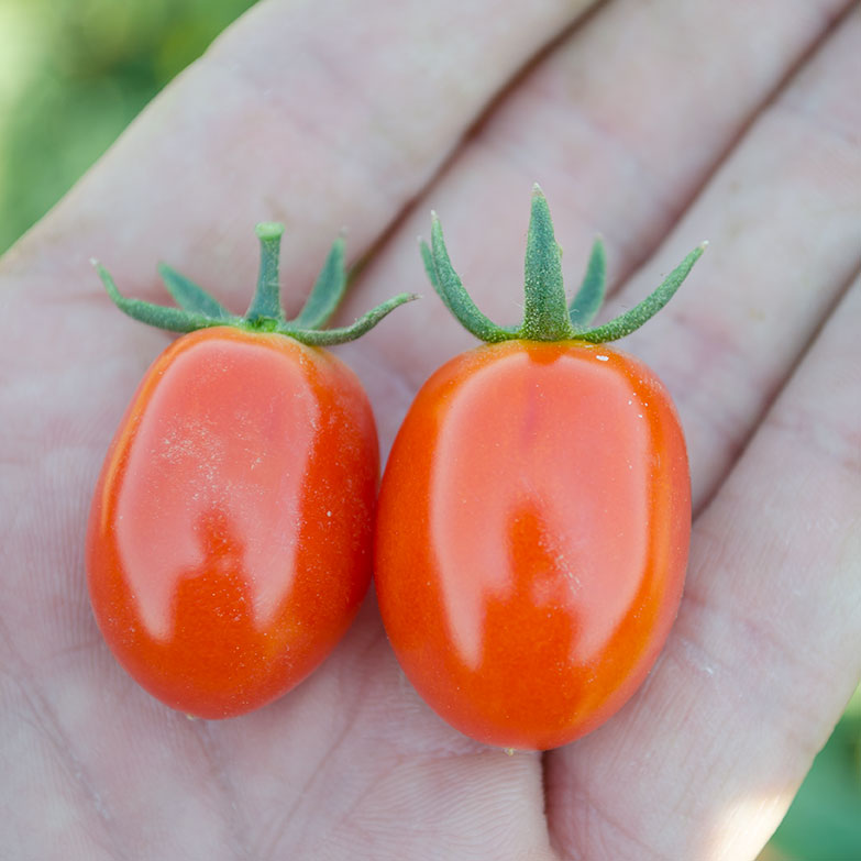 Candy Bell F1 Hybrid Tomato Seeds