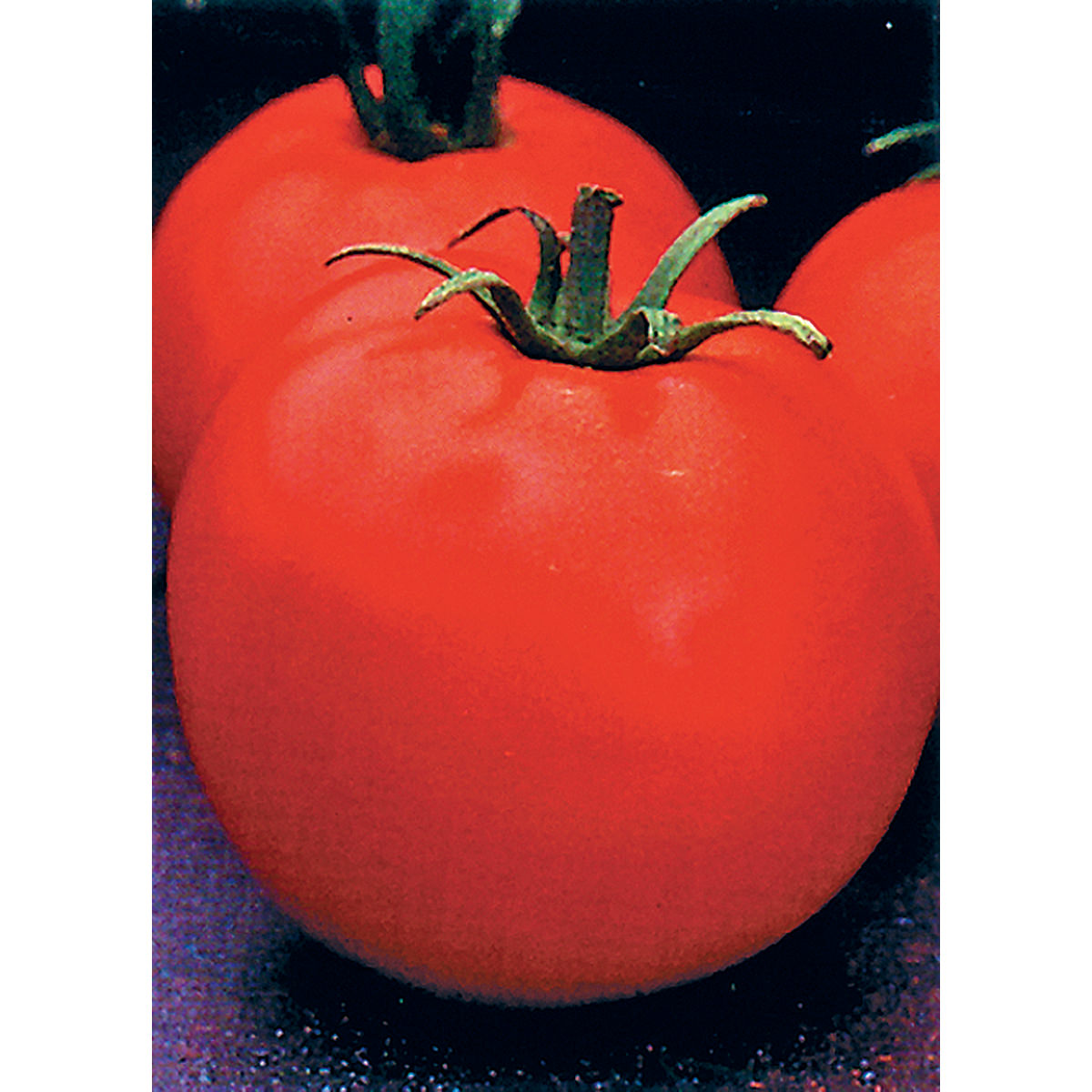 Semi Di Pomodoro Ibrido Celebrity | Bulk 100 Semi | Pianta Compatta E Produttiva