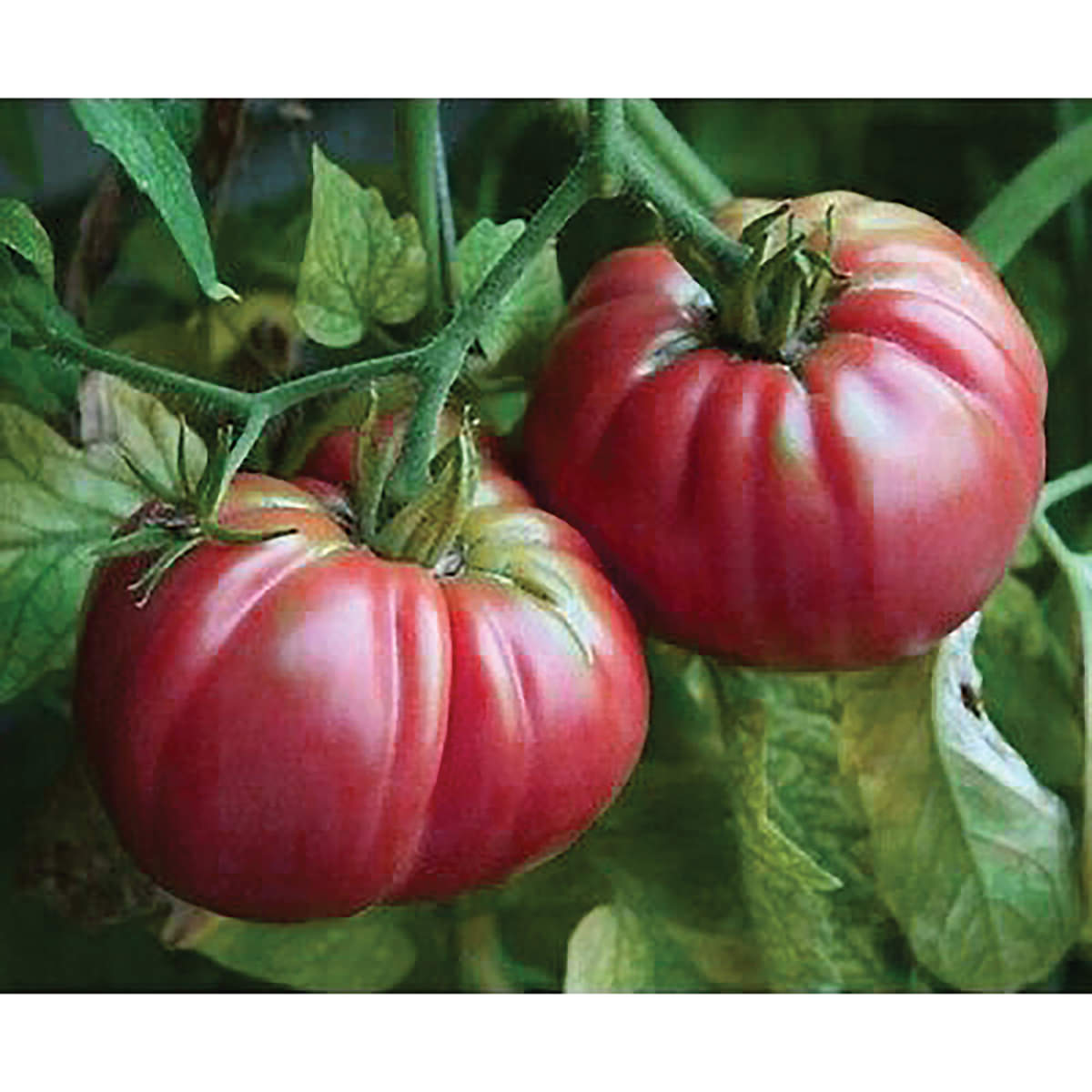 Giant Belgium Pink Tomato Seeds