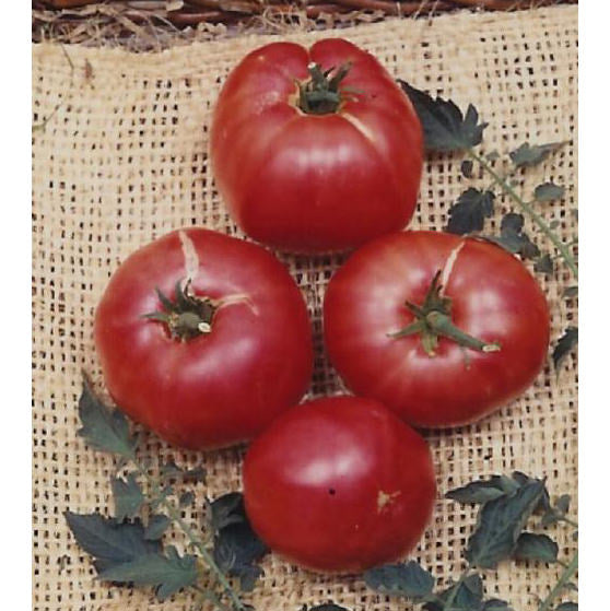 German Johnson Tomato Seeds