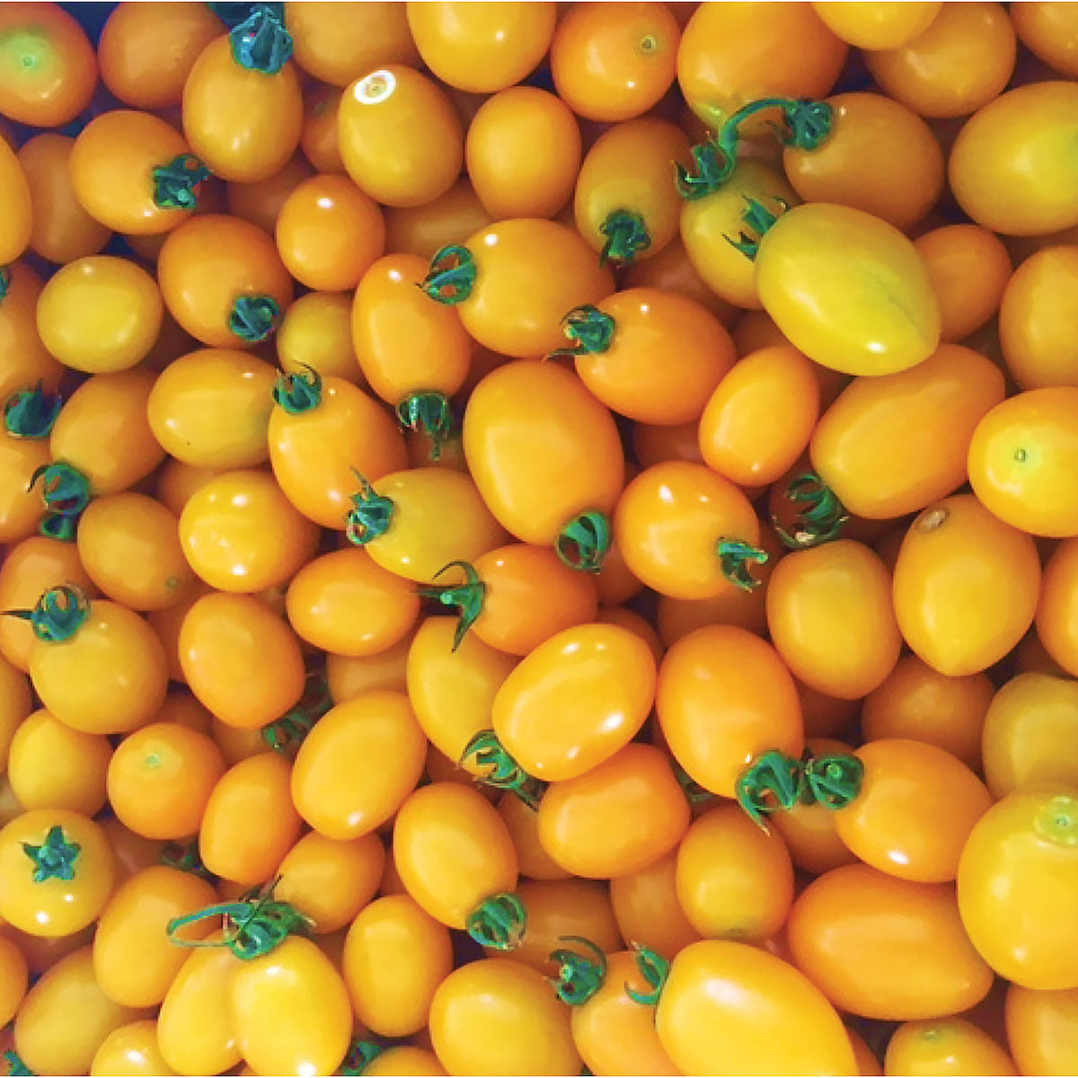 Sun Bliss Grape F1 Hybrid Tomato Seeds