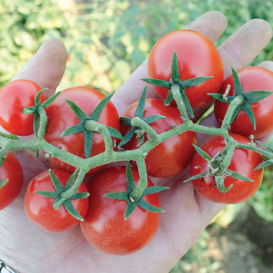 Baby Cakes Cherry F1 Hybrid Tomato Seeds