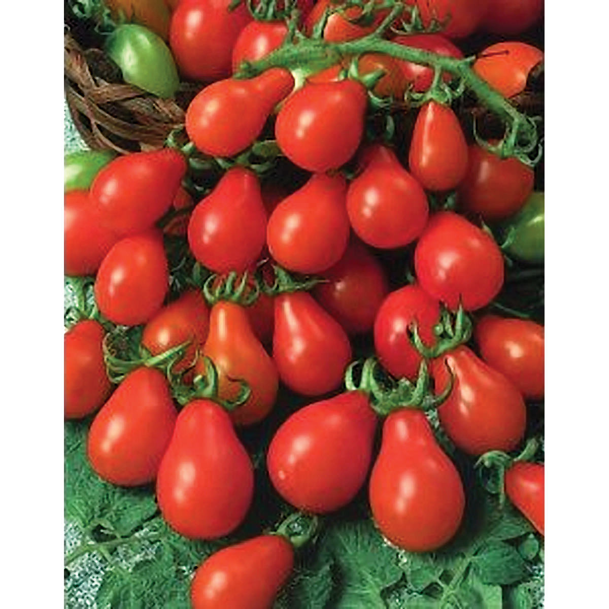 Red Pear Tomato Seeds