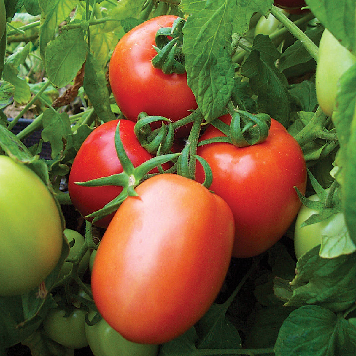 Red Head F1 Hybrid Tomato Seeds