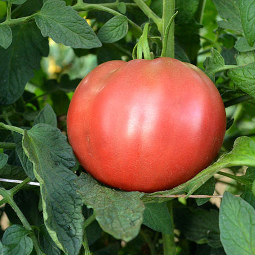 Cherokee Purple Tomato Seeds