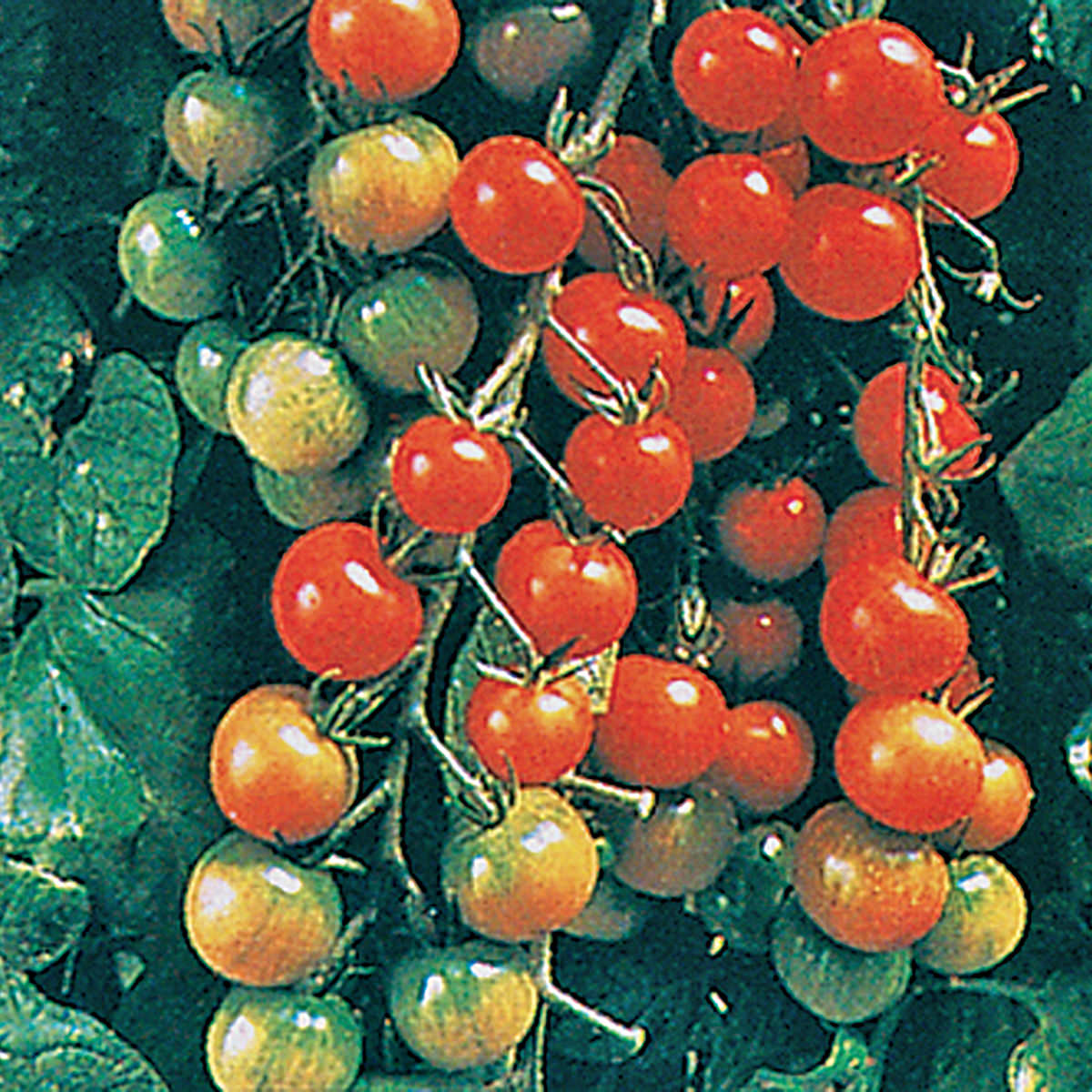 Super Sweet 100 Cherry F1 Hybrid Tomato Seeds