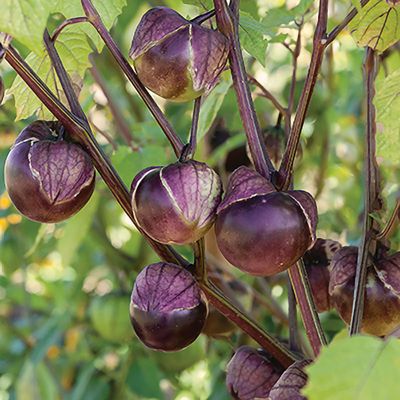 tomatillo plant seeds Really Purple Tomatillo Seeds