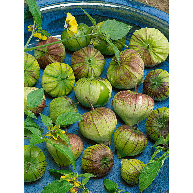 tomatillo plant seeds Purple Tomatillo Seeds – NE SEED