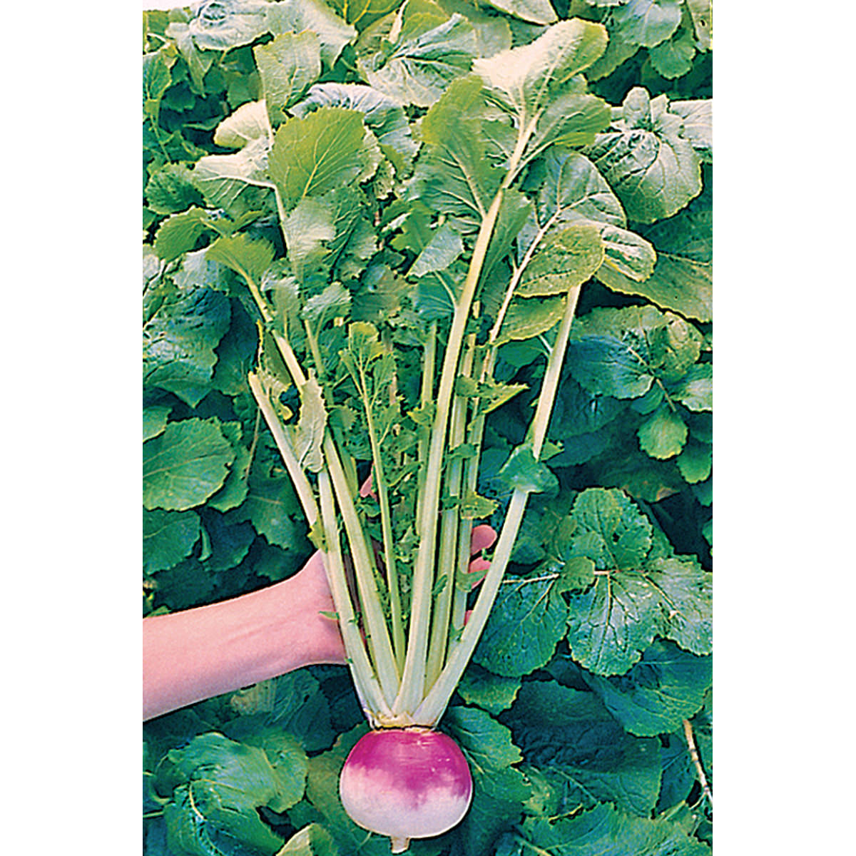 Royal Crown F1 Hybrid Turnip Seeds